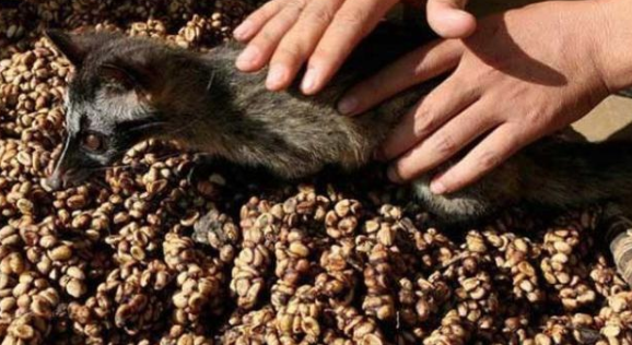 Why is Kopi Luwak so special?